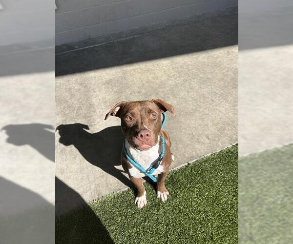 Medium Photo #1 Mutt Puppy For Sale in Baytown, TX, USA