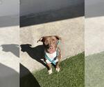 NEELA - Female Mutt Dog for Adoption - Small photo