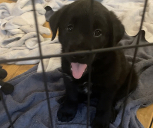 Labrador Retriever Puppy for Sale in WARREN, Michigan USA