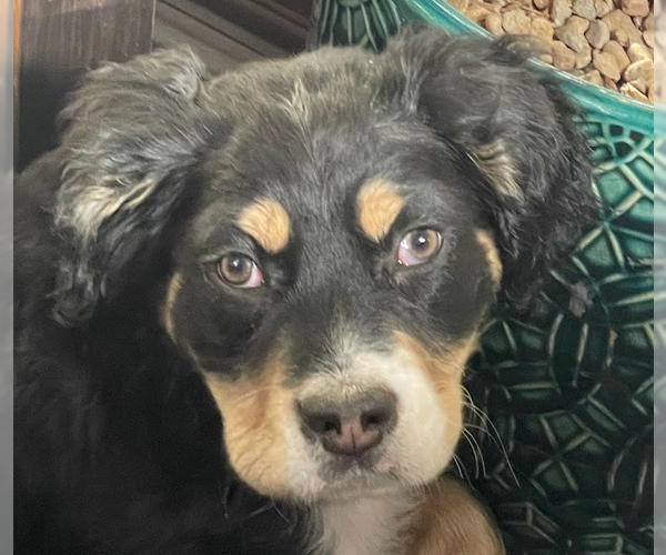 Medium Photo #6 Bernese Mountain Dog-Unknown Mix Puppy For Sale in Sandy, UT, USA