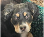 Small #5 Bernese Mountain Dog Mix