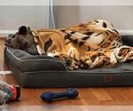 Small #1 American Pit Bull Terrier