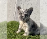 Small Photo #9 French Bulldog Puppy For Sale in MIAMI, FL, USA
