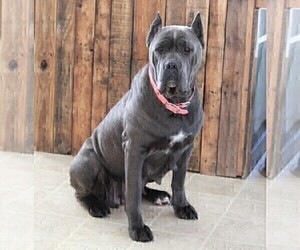 Mother of the Cane Corso puppies born on 07/16/2022