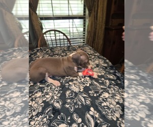 Italian Greyhound Puppy for sale in NESBIT, MS, USA