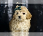 Puppy Biscuit F1B Maltipoo