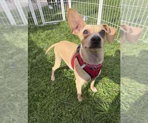 Chihuahua-Unknown Mix Dogs for adoption in New York, NY, USA