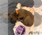 Small #16 Rhodesian Ridgeback