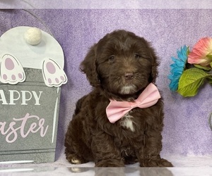 Goldendoodle (Miniature) Puppy for sale in LANCASTER, PA, USA