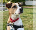 Small #1 Mutt