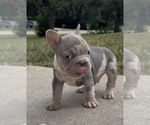 Small #1 French Bulldog