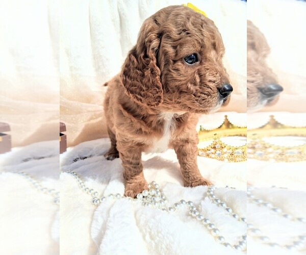 Medium Photo #21 Goldendoodle (Miniature) Puppy For Sale in GASTONIA, NC, USA
