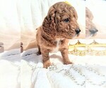 Small Photo #21 Goldendoodle (Miniature) Puppy For Sale in GASTONIA, NC, USA