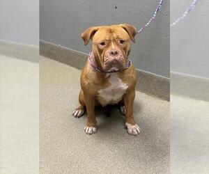 American Bulldog-Unknown Mix Dogs for adoption in Las Vegas, NV, USA