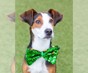 Mutt Dogs for adoption in Canton, CT, USA