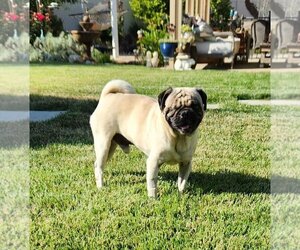 Pug Dogs for adoption in San Bernardino , CA, USA
