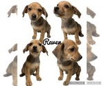 Puppy 3 Beagle-Chiweenie Mix
