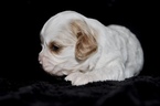 Small Photo #8 Cavapoo Puppy For Sale in PHOENIX, AZ, USA