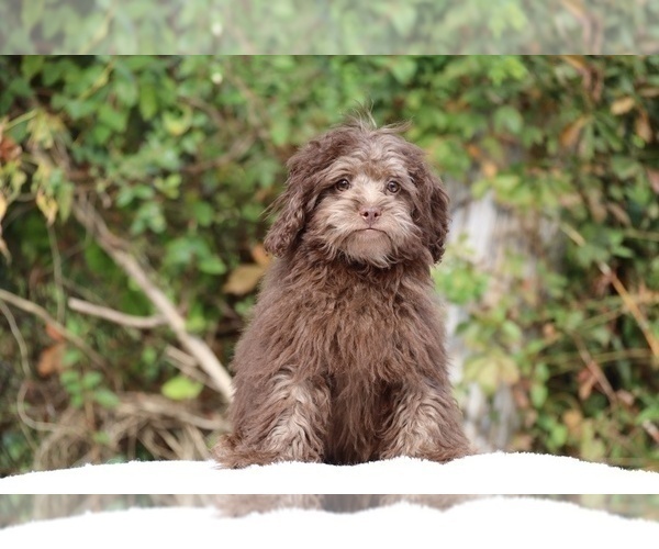 Medium Photo #11 ShihPoo Puppy For Sale in DYERSBURG, TN, USA