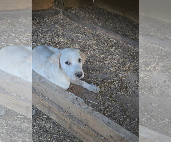 Medium Photo #2 Labrador Retriever-Unknown Mix Puppy For Sale in Kannapolis, NC, USA