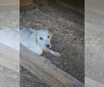 Small #1 Labrador Retriever Mix