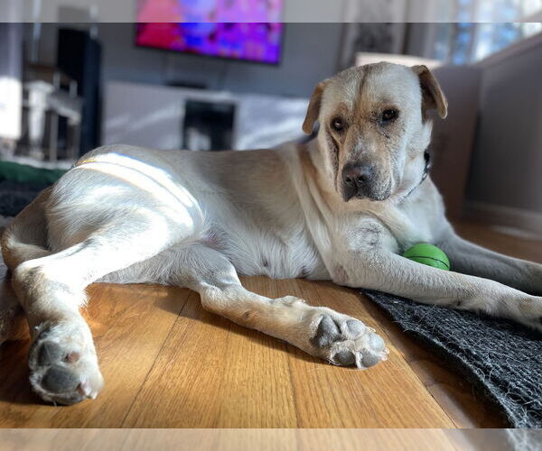 Medium Photo #6 Golden Labrador Puppy For Sale in Brewster, NY, USA