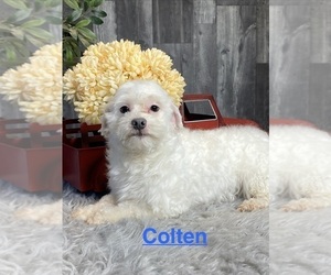 Father of the Havanese puppies born on 02/10/2026
