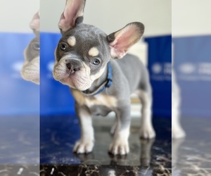 French Bulldog Puppy for Sale in EL SEGUNDO, California USA