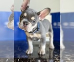 Small French Bulldog