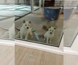 Shiba Inu Puppy for sale in DIAMOND BAR, CA, USA