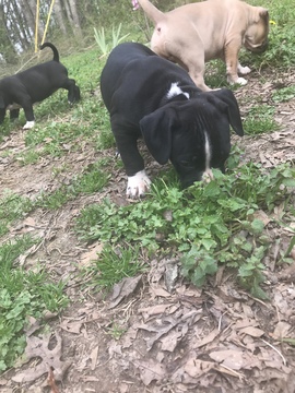 Medium Photo #32 American Pit Bull Terrier Puppy For Sale in GRIFFIN, GA, USA