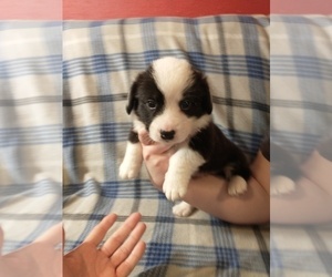 Cardigan Welsh Corgi Puppy for sale in DEFUNIAK SPGS, FL, USA