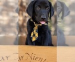 Puppy Echo Labrador Retriever