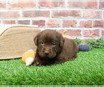 Small #4 Labrador Retriever