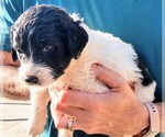 Small Photo #3 Pyredoodle Puppy For Sale in MARION, TX, USA