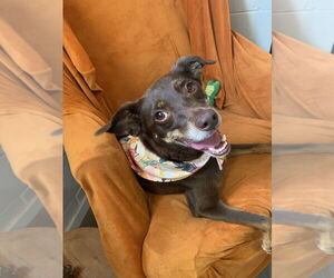 Lincoln - Male Mutt Dog for Adoption - Photo #3