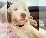 Polly - Female Poodle (Standard)-Unknown Mix Dog for Adoption - Small photo