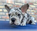 Small #2 French Bulldog