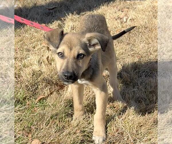 Medium Photo #2 Mutt Puppy For Sale in Yardley, PA, USA