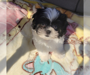 Mal-Shi Puppy for sale in SANTA CLARITA, CA, USA