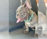 Small Photo #8 French Bulldog Puppy For Sale in PALO ALTO, CA, USA