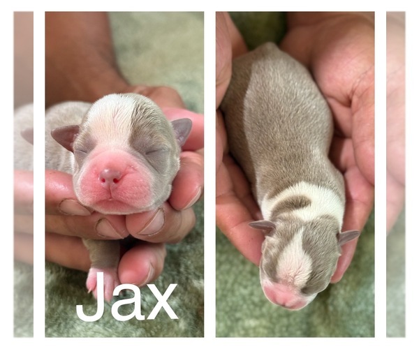 Medium Photo #1 Boston Terrier Puppy For Sale in COTTONWOOD, CA, USA