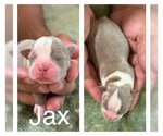 Puppy Puppy 3 Boston Terrier