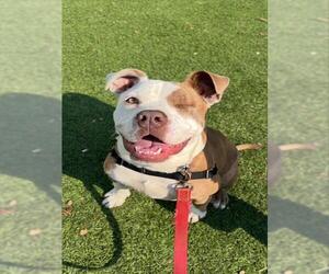 Medium American Pit Bull Terrier