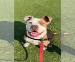 Small American Pit Bull Terrier