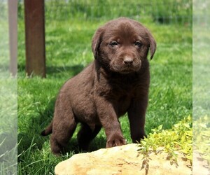 Labrador Retriever Puppy for sale in EPHRATA, PA, USA