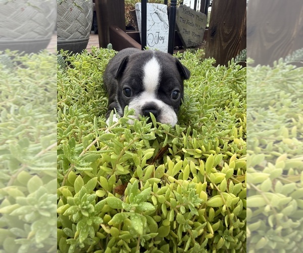 Medium Photo #6 Boston Terrier Puppy For Sale in FREDONIA, KS, USA