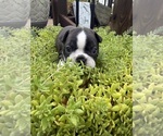 Small #5 Boston Terrier