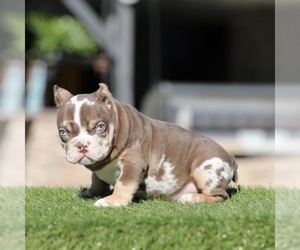 American Bully Puppy for sale in CHARLOTTE, NC, USA
