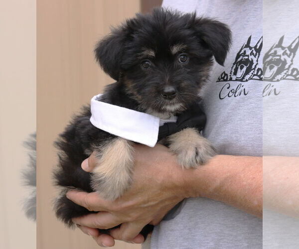 Medium Photo #2 Chihuahua-Unknown Mix Puppy For Sale in Bandera, TX, USA